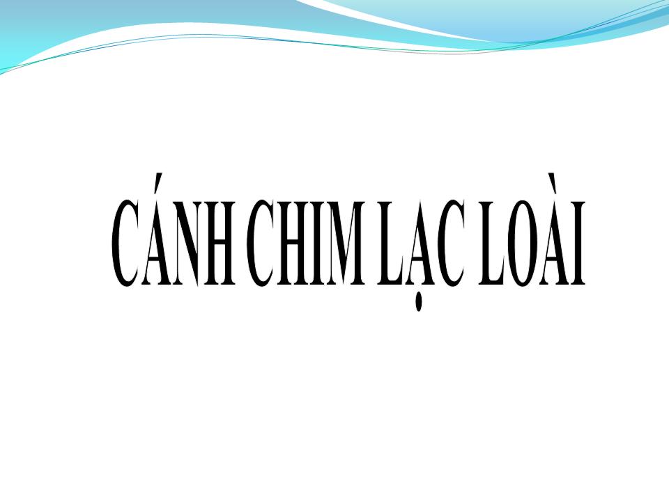 Lời bài hát CÁNH CHIM LẠC LOÀI