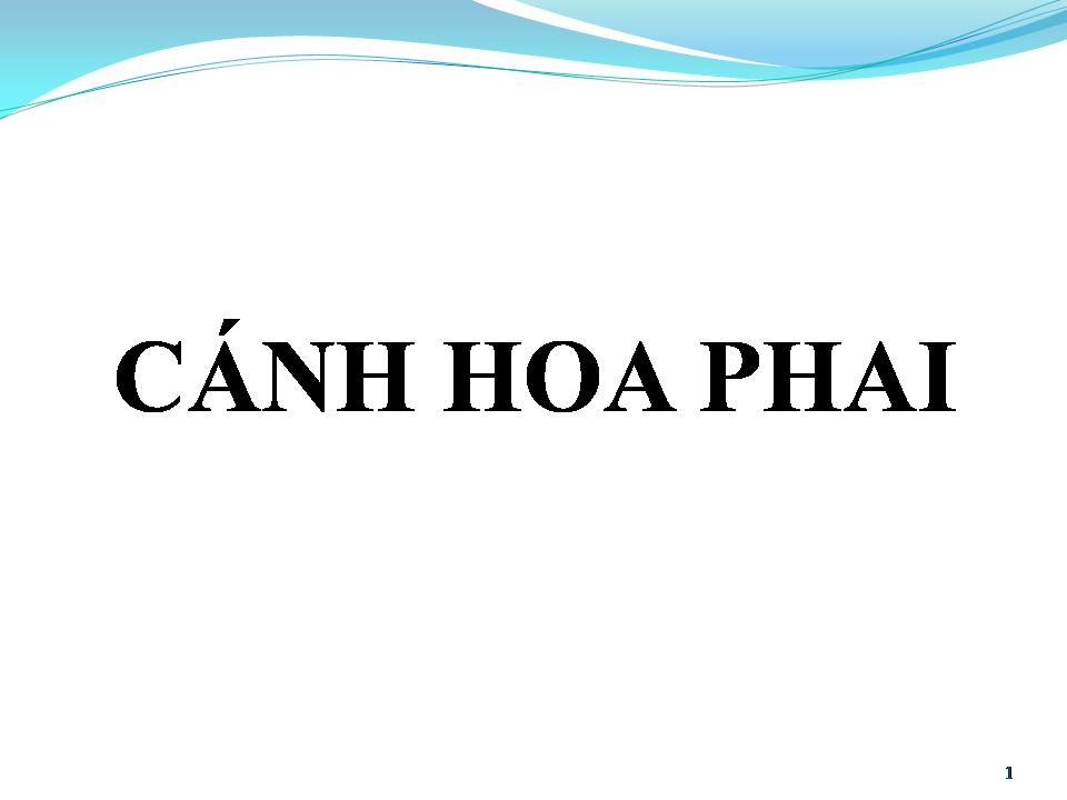 Lời bài hát CÁNH HOA PHAI