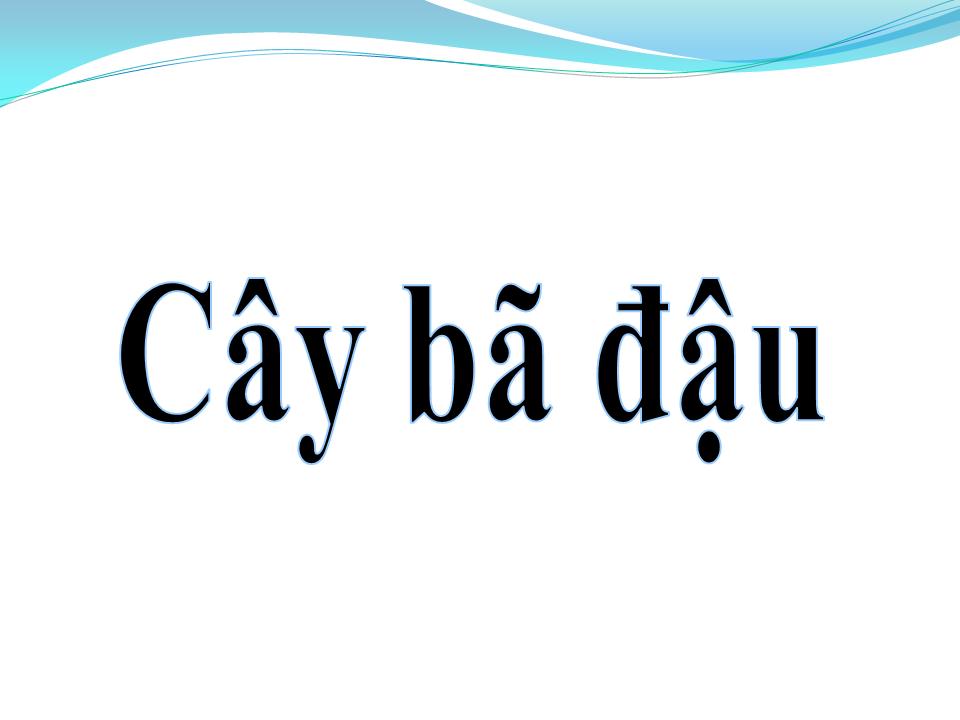 Lời bài hát CÂY BÃ ĐẬU