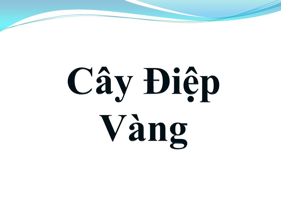 Lời bài hát CÂY ĐIỆP VÀNG