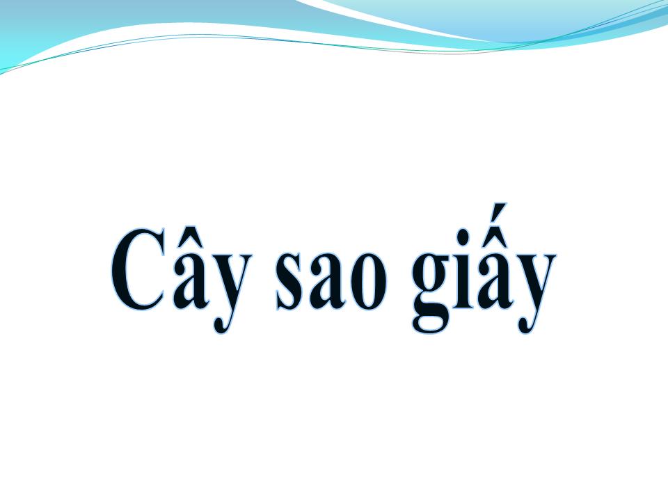 Lời bài hát CÂY SAO GIẤY