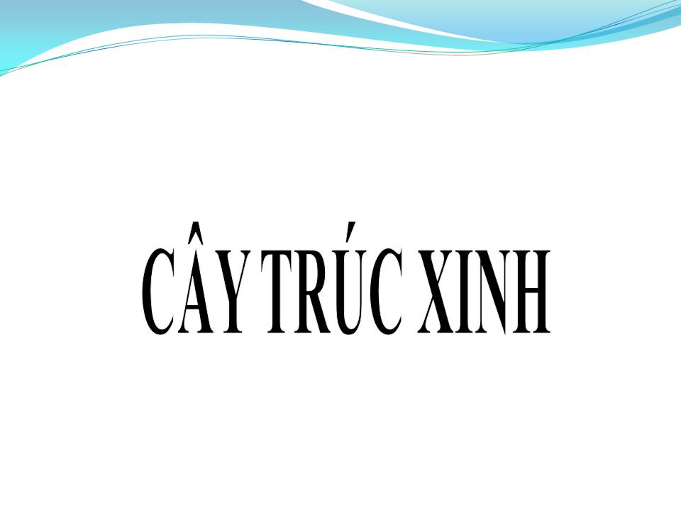 Lời bài hát CÂY TRÚC XINH