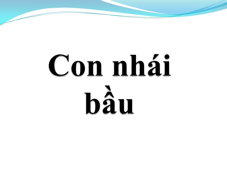 Lời bài hát CON NHÁI BẦU
