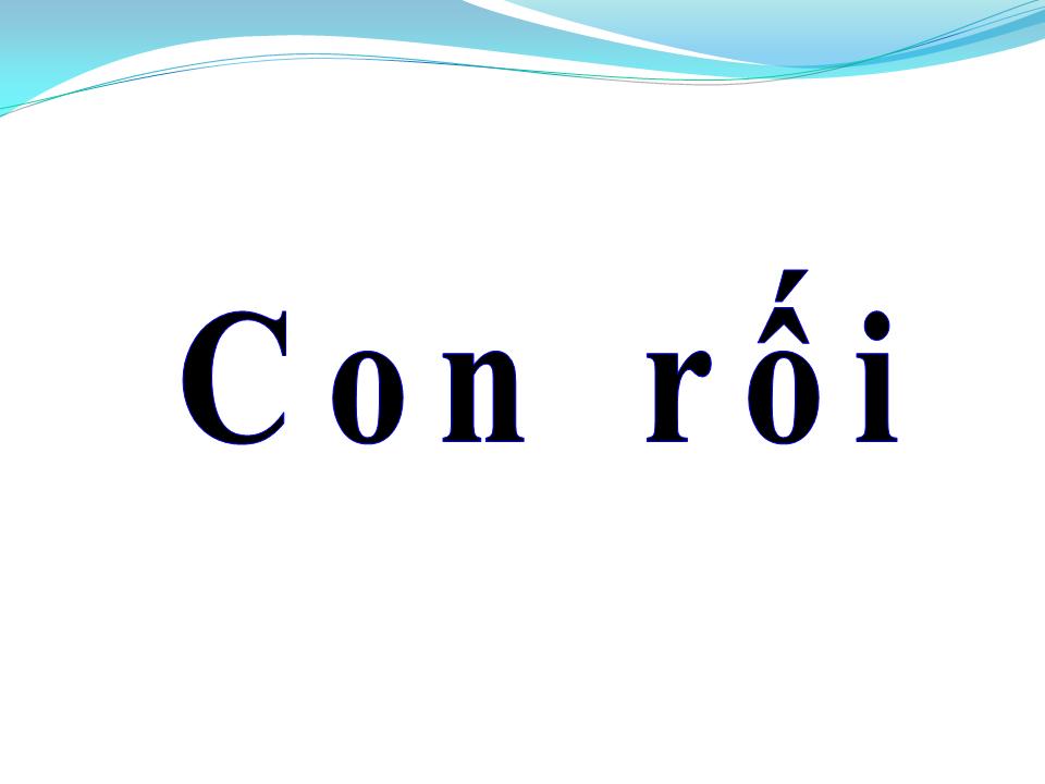 Lời bài hát CON RỐI